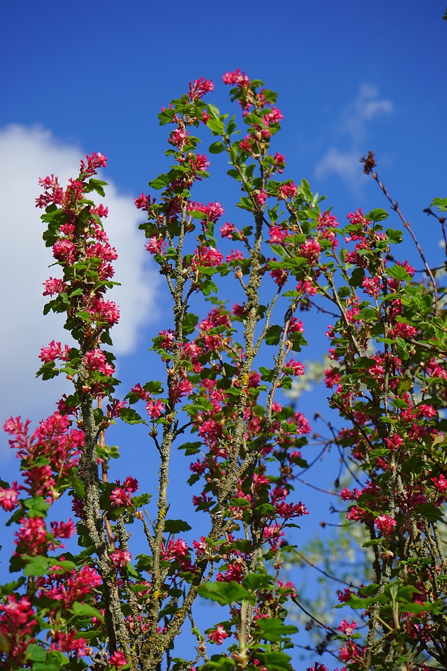 Red ribes sanguineum currants