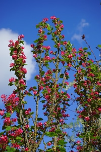 Red ribes sanguineum currants