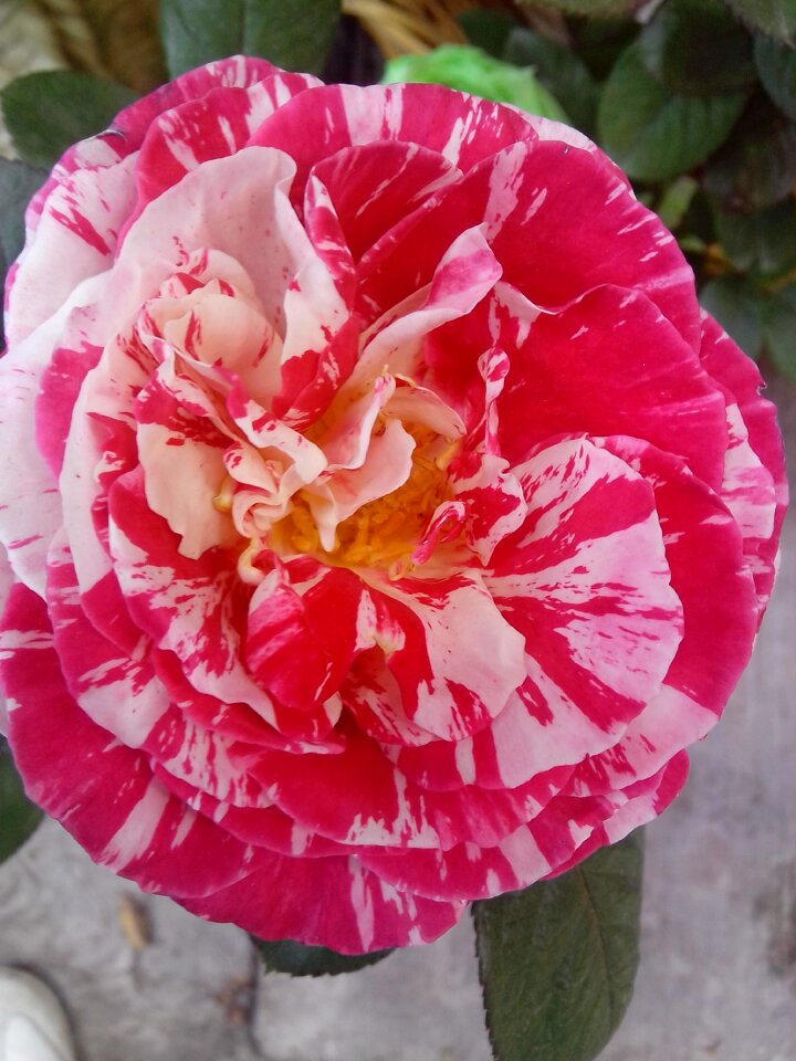 Nature red petals