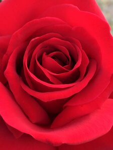 Red red roses romantic photo