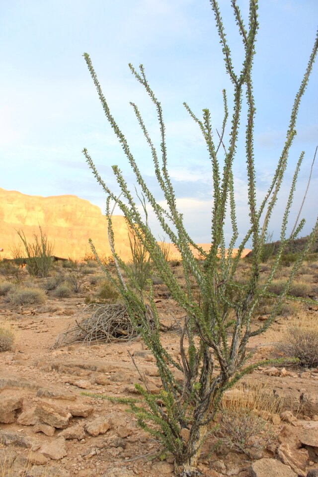 Arizona usa america