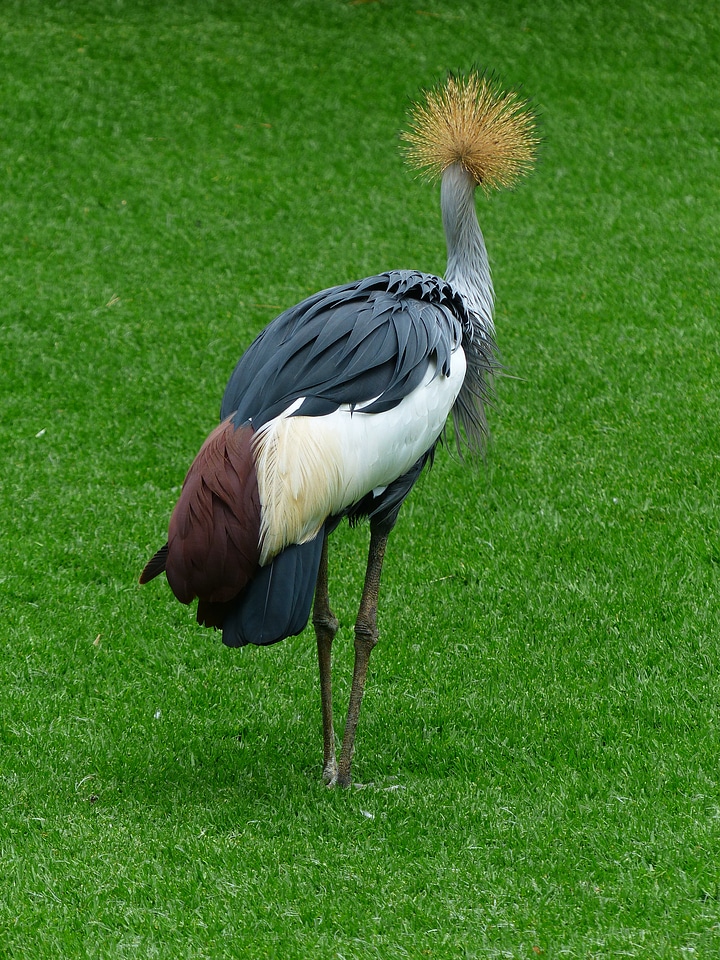 South africa grey crowned crane grey crowned crane balearica regulorum
