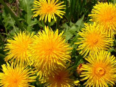 Dandelion yellow spring