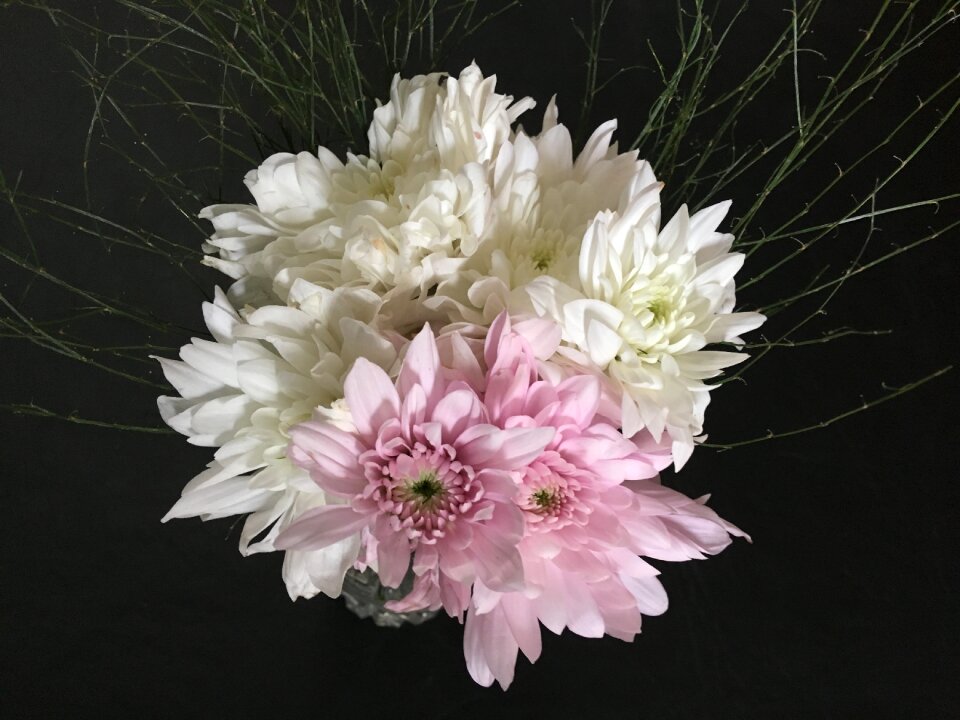 Flowers flower white