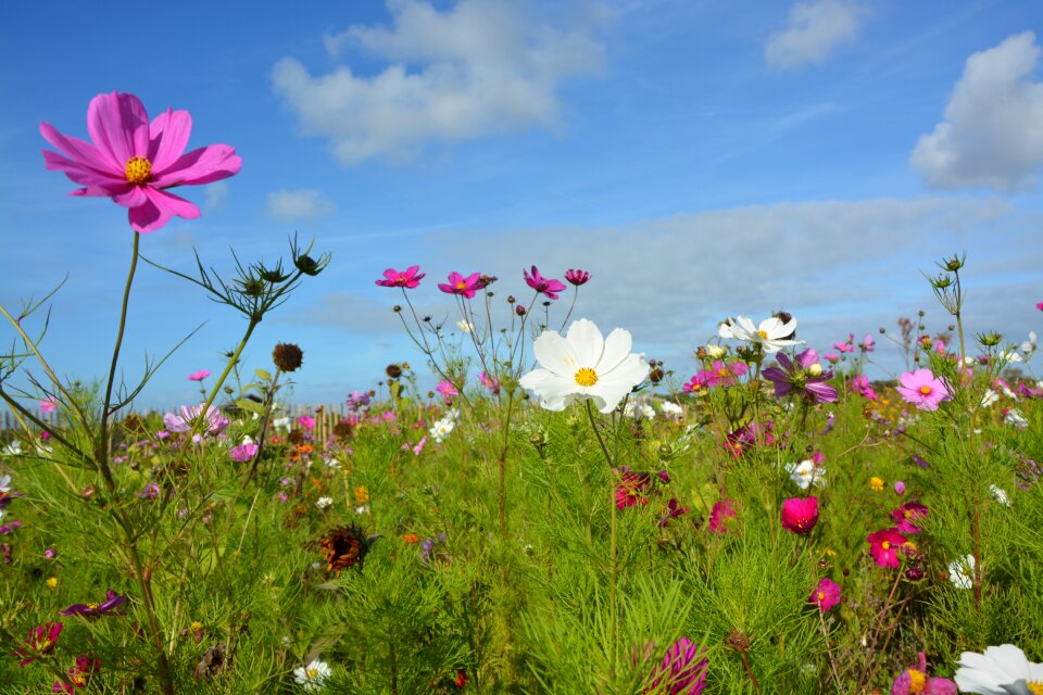 Garden a massive bouquet floral composition photo