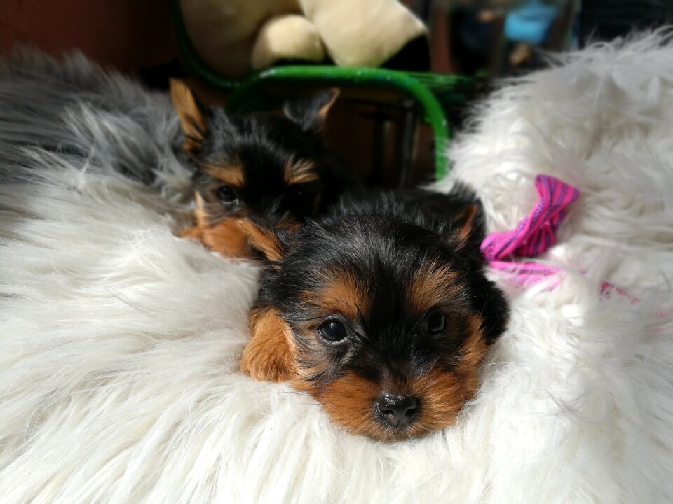 Yorskire terrier pet cute