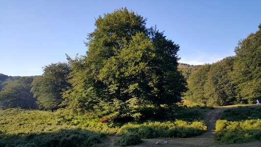 Camposauro mountain tree trunk