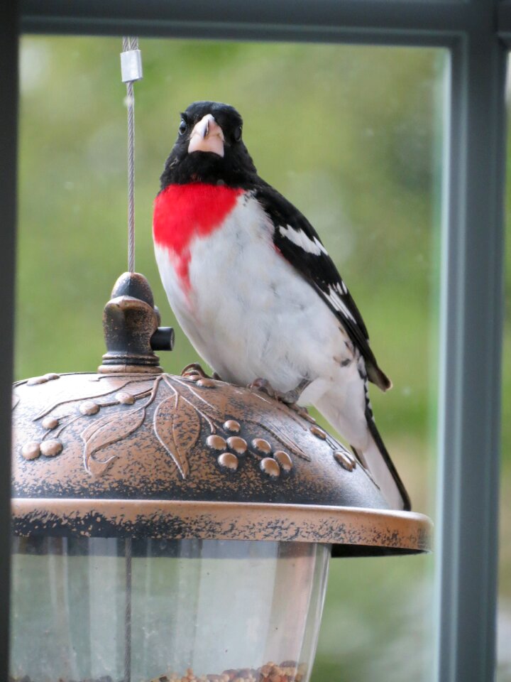 Nature backyard wing