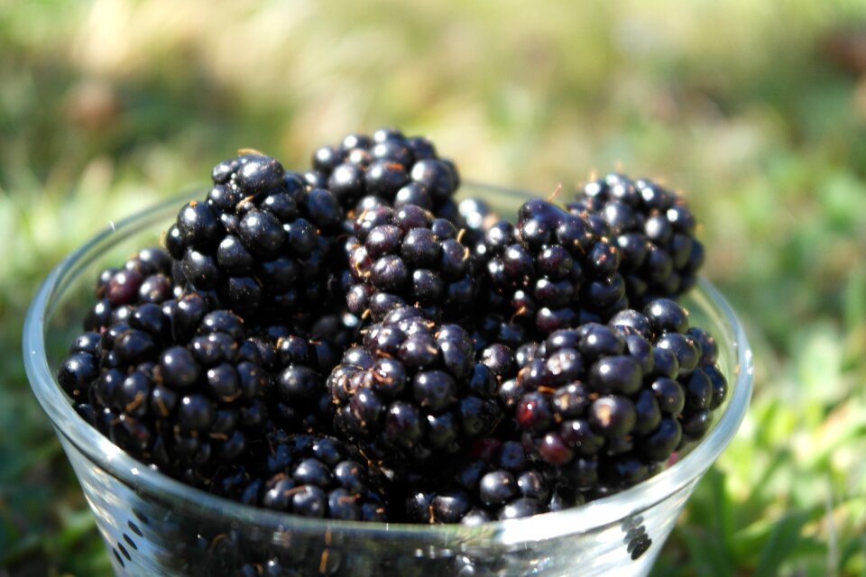 Blackberry fruit taste