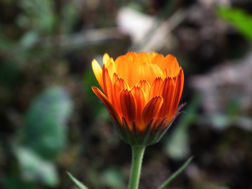 Garden flower bud summer