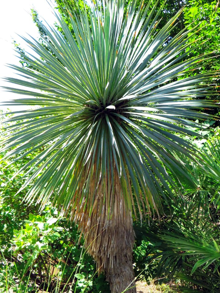 Agavacae mediterranean plant spice