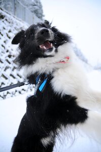 Winter snow dog