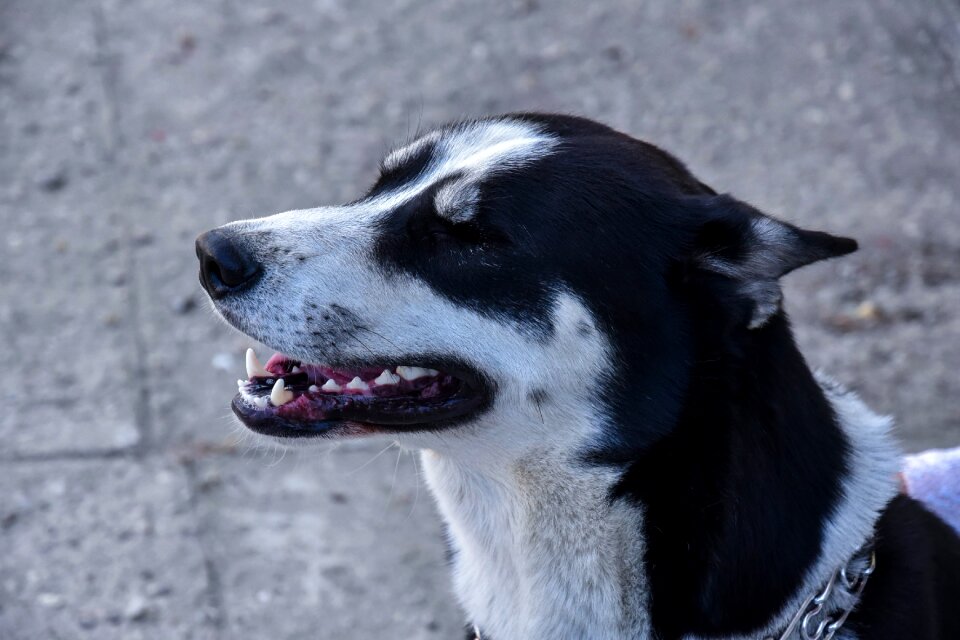 Dog siberian white