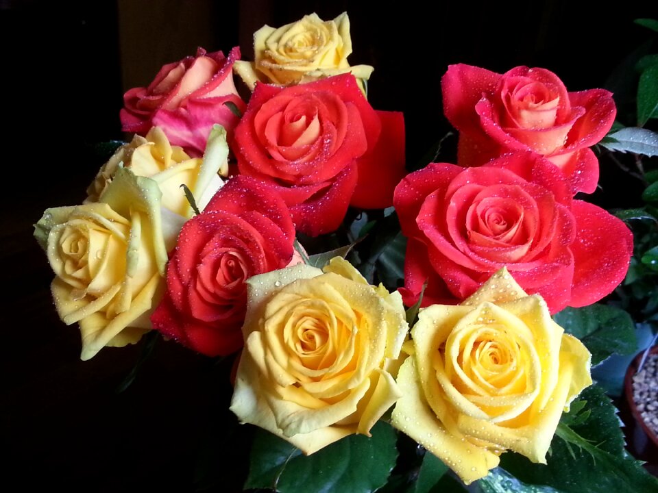 Red buds bouquet