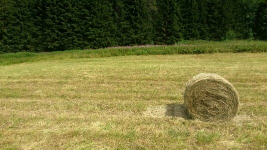 Field wheat green