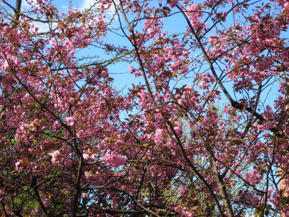 Spring flowers cherry blossom