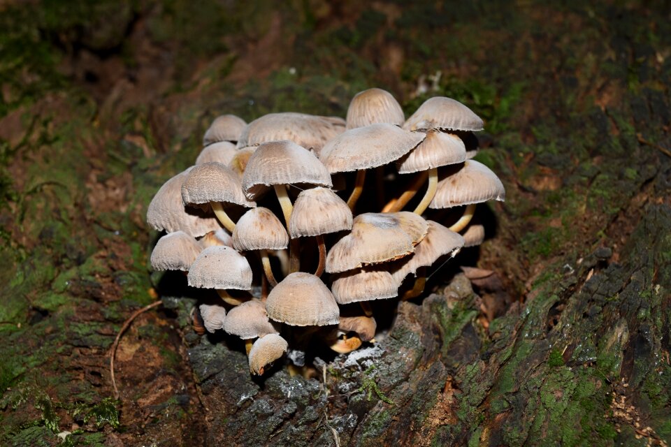 Mushrooms vittorio veneto autumn