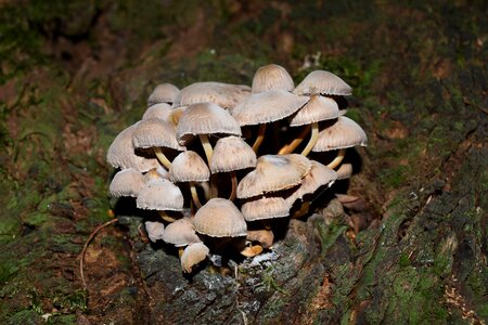 Mushrooms vittorio veneto autumn