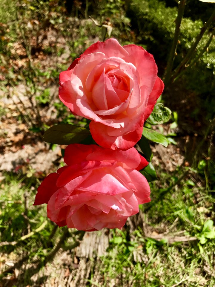 Flower red twins