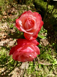 Flower red twins