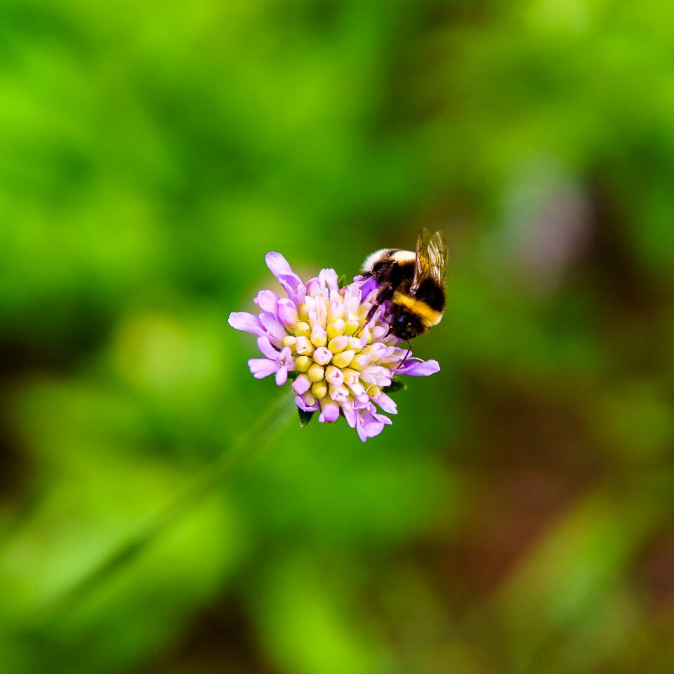 Insect nectar grass