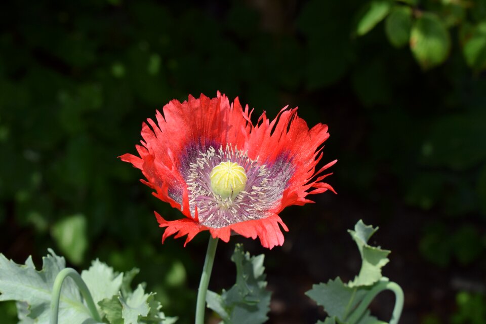 Poppy garden red flower