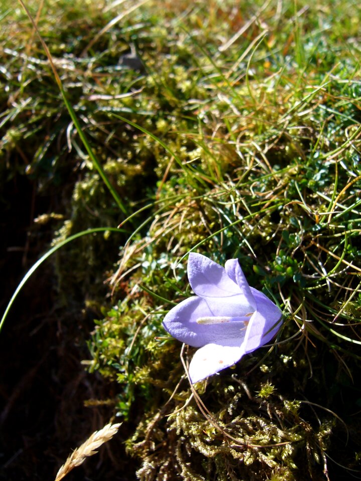 The lake district flower nature