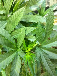 Plant indoor