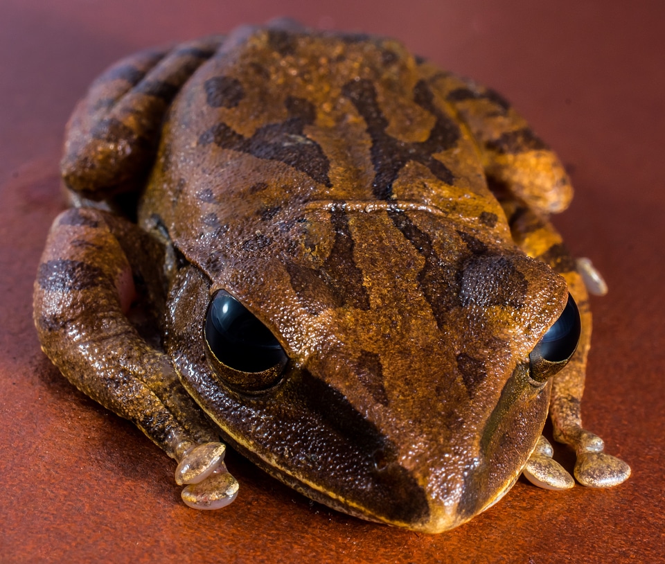 Anuran frog amphibians
