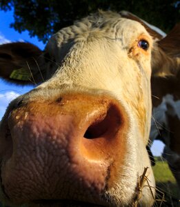 Portrait cows meadow photo