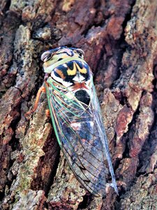 Colorful wildlife