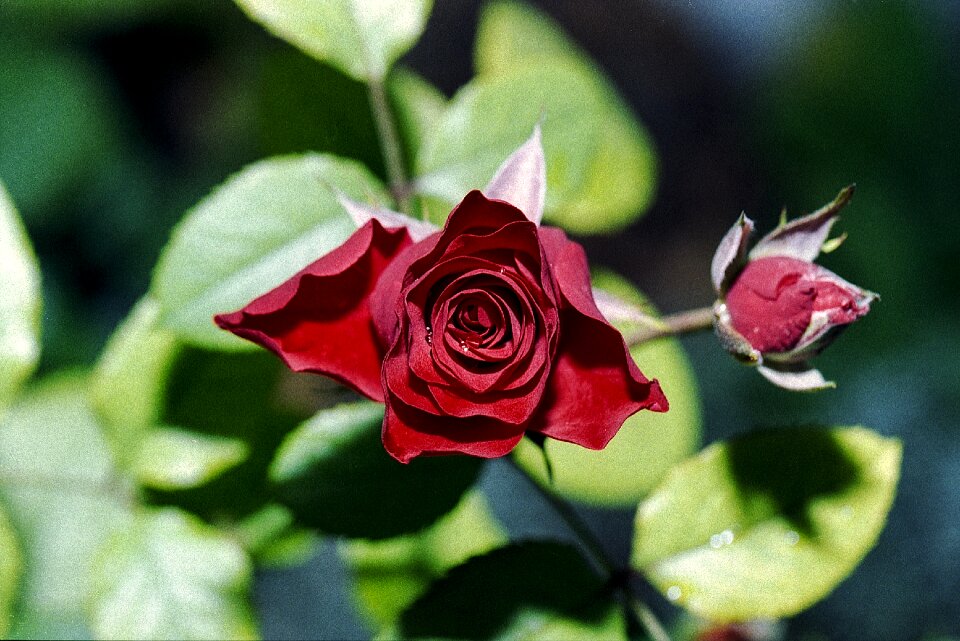 Bud flower red roses