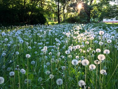 Grass pointed flower plant