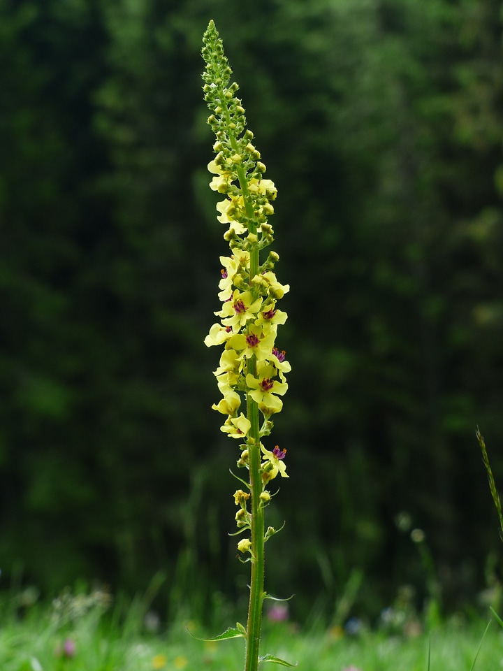 Dark mullein mullein verbascum
