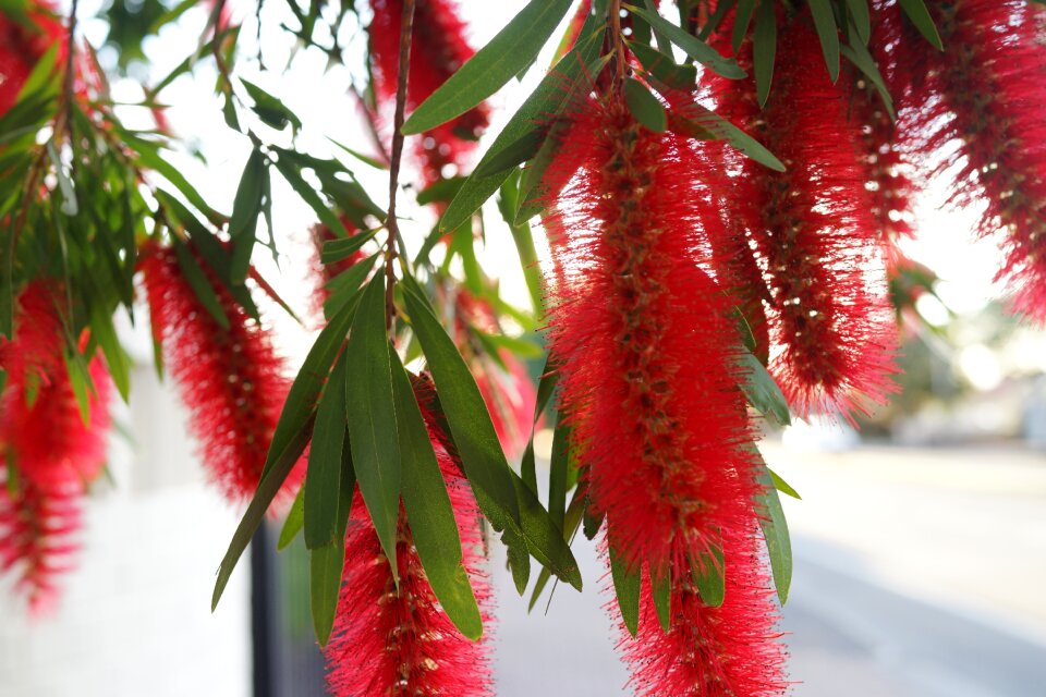 Nature environment south australia