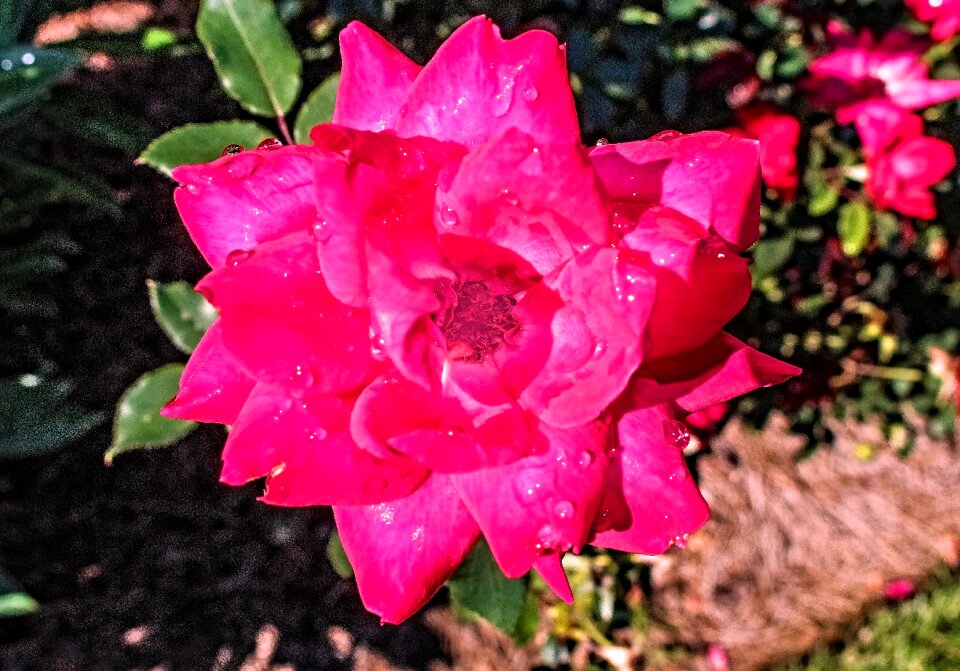 Pink flowers garden color