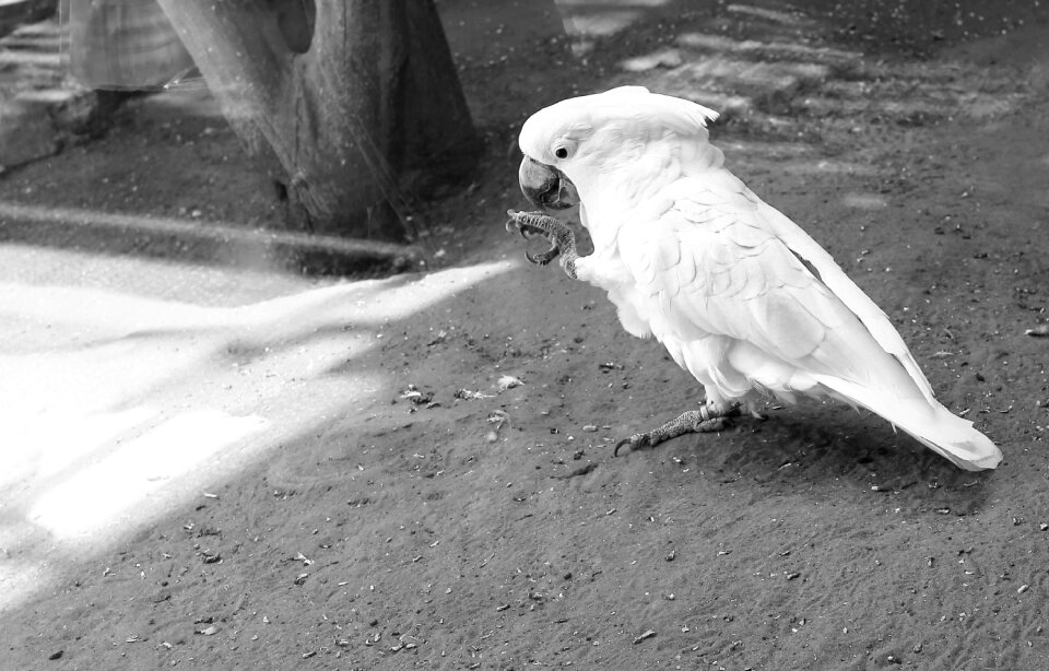 Bird nature exotic