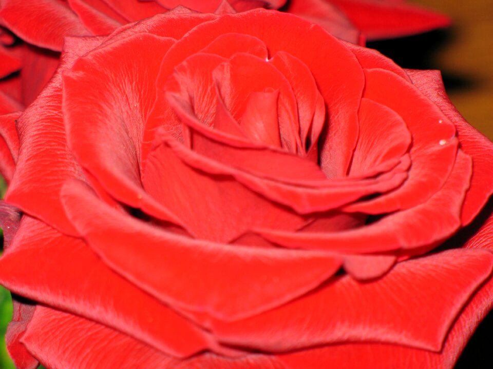Silk foto red rose