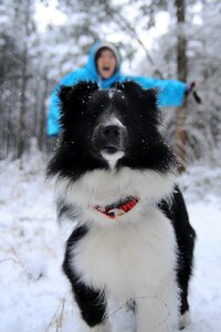 Snow winter dog