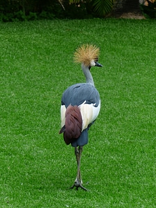 South africa grey crowned crane grey crowned crane balearica regulorum photo