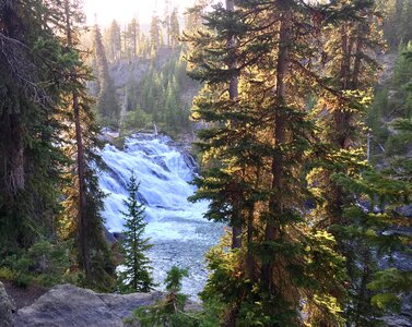 Nature forest