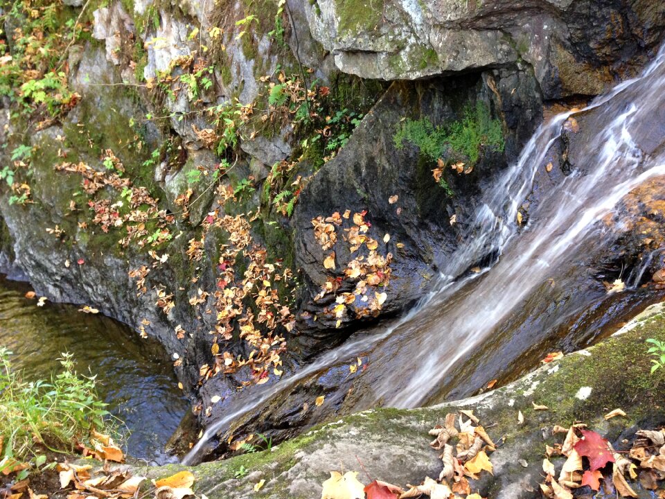 Forest nature water
