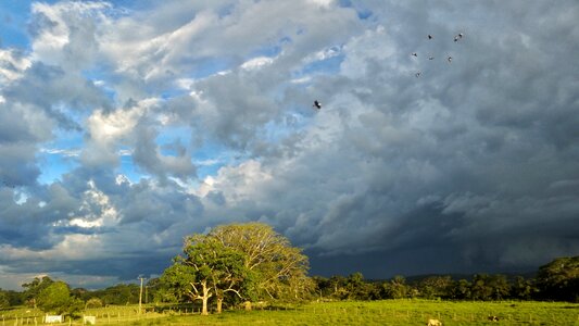 Rain birds ducks