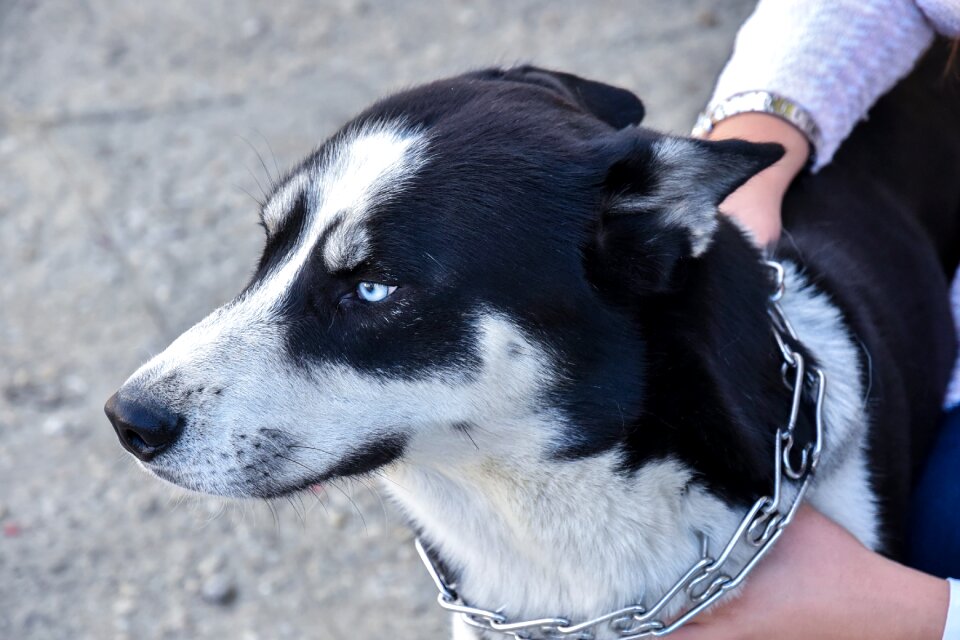 Dog siberian white