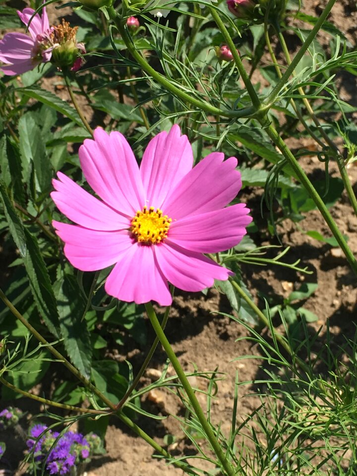 Pink flower nature