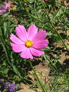 Pink flower nature