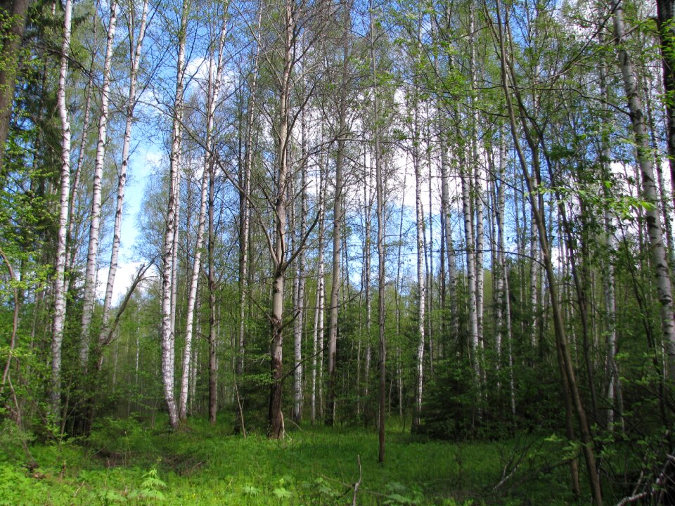 Nature landscape trees