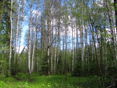 Nature landscape trees