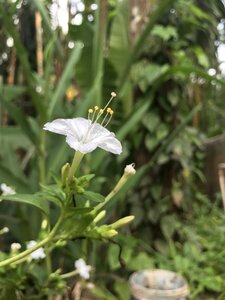 Flower closeup bloom