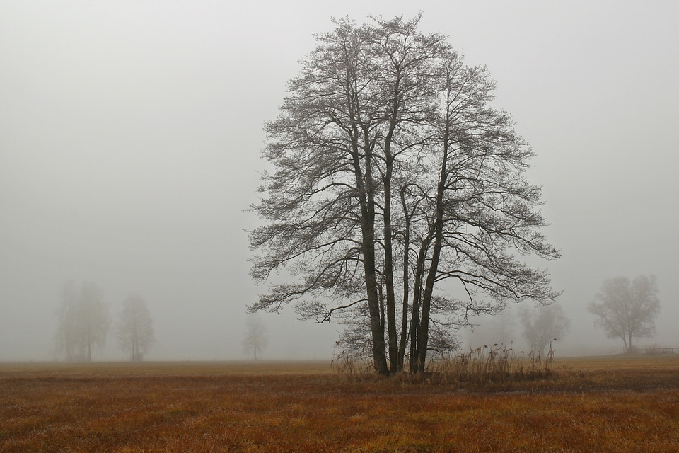 Tree silhouette autumn